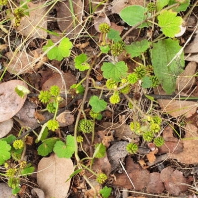 Hydrocotyle laxiflora (Stinking Pennywort) at Lyneham, ACT - 1 Mar 2022 by MPhillips