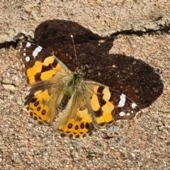 Vanessa kershawi (Australian Painted Lady) at Isaacs, ACT - 8 Sep 2024 by Mike