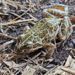 Limnodynastes tasmaniensis (Spotted Grass Frog) at Braidwood, NSW - 7 Sep 2024 by MatthewFrawley