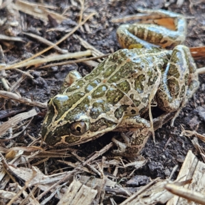 Limnodynastes tasmaniensis at Braidwood, NSW - 8 Sep 2024 08:47 AM