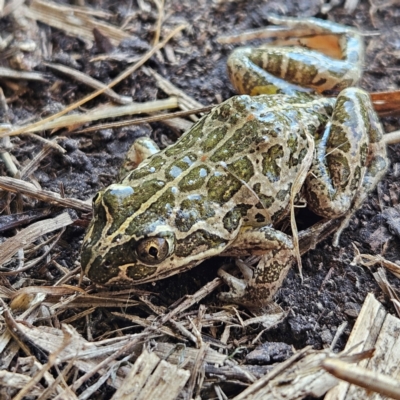 Limnodynastes tasmaniensis (Spotted Grass Frog) at Braidwood, NSW - 7 Sep 2024 by MatthewFrawley