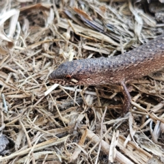 Saproscincus mustelinus (Weasel Skink) at Braidwood, NSW - 8 Sep 2024 by MatthewFrawley