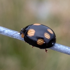 Paropsisterna octosignata (Eucalyptus leaf beetle) at Kioloa, NSW - 7 Sep 2024 by HelenCross