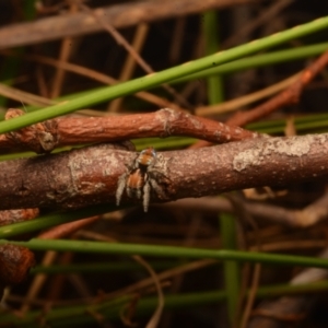 Maratus calcitrans at Yarralumla, ACT - 7 Sep 2024