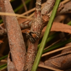 Maratus calcitrans at Yarralumla, ACT - 7 Sep 2024