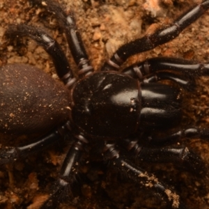 Atrax yorkmainorum at Uriarra Village, ACT - suppressed