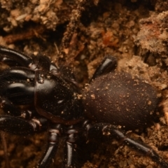 Atrax yorkmainorum at Uriarra Village, ACT - suppressed