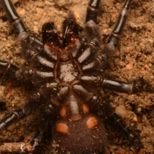 Atrax yorkmainorum at Uriarra Village, ACT - suppressed