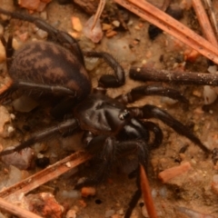 Paraembolides sp. (genus) (A Slender Funnel-web spider) at Kambah, ACT - 21 Jul 2024 by NateKingsford