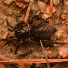 Paraembolides sp. (genus) at Kambah, ACT - 21 Jul 2024 10:56 AM