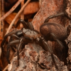 Paraembolides sp. (genus) at Kambah, ACT - 21 Jul 2024 10:56 AM