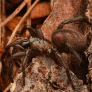 Paraembolides sp. (genus) at Kambah, ACT - 21 Jul 2024 10:56 AM