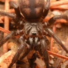 Paraembolides sp. (genus) at Kambah, ACT - 21 Jul 2024 10:56 AM