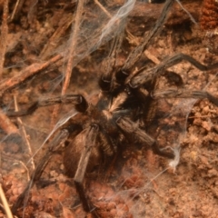 Stanwellia sp. (genus) (Trapdoor Spider) at Isaacs, ACT - 28 Apr 2024 by NateKingsford