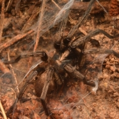 Stanwellia sp. (genus) (Trapdoor Spider) at Isaacs, ACT - 28 Apr 2024 by NateKingsford