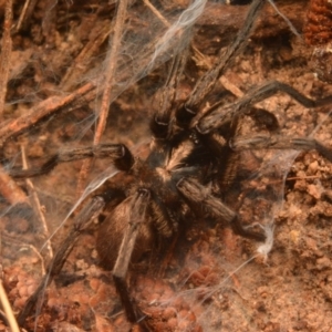 Stanwellia sp. (genus) at Isaacs, ACT - 28 Apr 2024