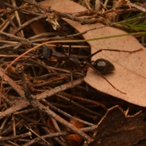 Myrmecia pyriformis at Yarralumla, ACT - 7 Sep 2024 11:33 AM