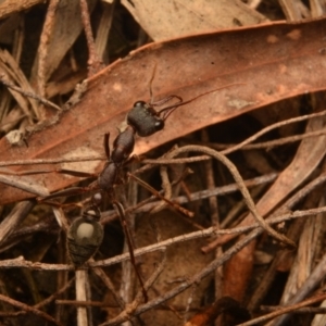 Myrmecia pyriformis at Yarralumla, ACT - 7 Sep 2024 11:33 AM