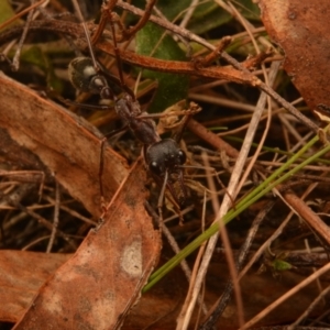 Myrmecia pyriformis at Yarralumla, ACT - 7 Sep 2024 11:33 AM