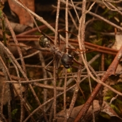 Myrmecia pyriformis at Yarralumla, ACT - 7 Sep 2024 11:33 AM