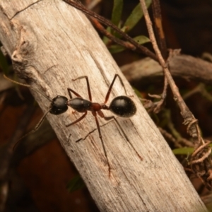 Camponotus intrepidus at Yarralumla, ACT - 7 Sep 2024 10:18 AM