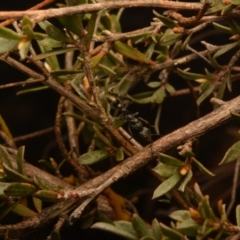 Myrmecia sp., pilosula-group (Jack jumper) at Yarralumla, ACT - 7 Sep 2024 by NateKingsford