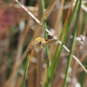 Taractrocera papyria at Tharwa, ACT - 23 Aug 2024 03:41 PM