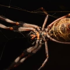 Trichonephila edulis at Aranda, ACT - 25 Mar 2024