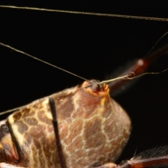 Trichonephila edulis at Aranda, ACT - 25 Mar 2024