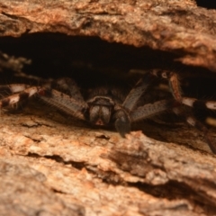 Isopedella pessleri (A huntsman spider) at Aranda, ACT - 17 May 2024 by NateKingsford