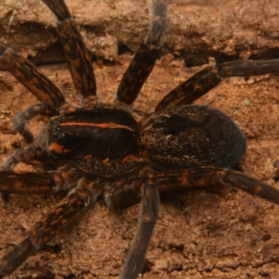 Dolomedes sp. (genus) (Fishing spider) at Yarralumla, ACT - 17 May 2024 by NateKingsford