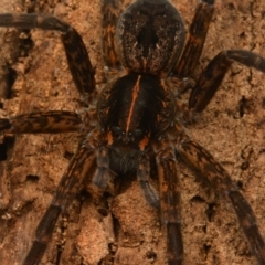 Dolomedes alexandri at Yarralumla, ACT - 17 May 2024 09:20 PM