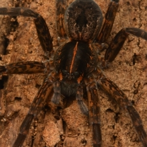 Dolomedes alexandri at Yarralumla, ACT - 17 May 2024 09:20 PM