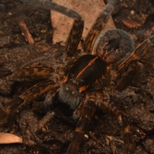 Dolomedes alexandri at Yarralumla, ACT - 17 May 2024 09:20 PM