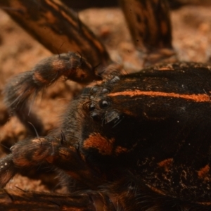 Dolomedes alexandri at Yarralumla, ACT - 17 May 2024 09:20 PM