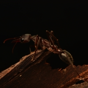 Myrmecia pyriformis at Yarralumla, ACT - 17 May 2024 10:06 PM