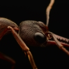 Myrmecia pyriformis at Yarralumla, ACT - 17 May 2024 10:06 PM