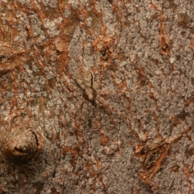 Tamopsis sp. (genus) (Two-tailed spider) at Aranda, ACT - 17 May 2024 by NateKingsford