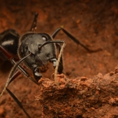 Camponotus intrepidus (Flumed Sugar Ant) at Aranda, ACT - 27 Jun 2024 by NateKingsford