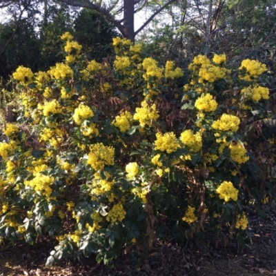 Berberis aquifolium (Oregon Grape) at Parkes, ACT - 7 Sep 2024 by dwise