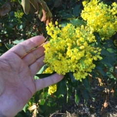 Berberis aquifolium at Parkes, ACT - 7 Sep 2024