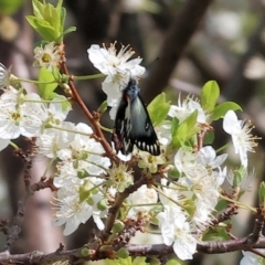 Delias aganippe (Spotted Jezebel) at West Wodonga, VIC - 8 Sep 2024 by KylieWaldon