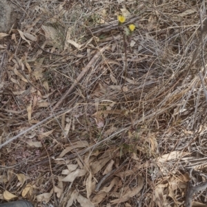 Sonchus sp. at Chisholm, ACT - 8 Sep 2024