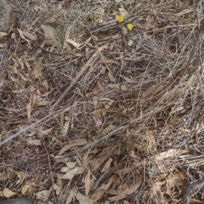 Sonchus sp. (A Sowthistle) at Chisholm, ACT - 8 Sep 2024 by PatMASH