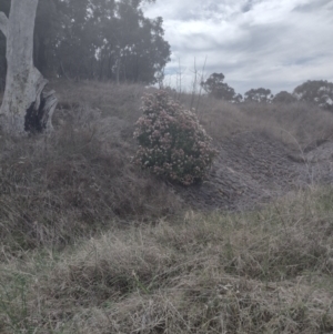 Viburnum tinus at Chisholm, ACT - 8 Sep 2024 11:49 AM