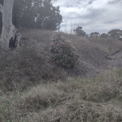 Viburnum tinus (Laurustinus) at Chisholm, ACT - 8 Sep 2024 by PatMASH