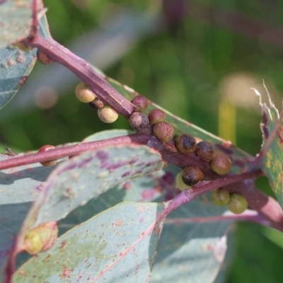 Unverified Eucalyptus Gall at West Wodonga, VIC - 31 Aug 2024 by KylieWaldon