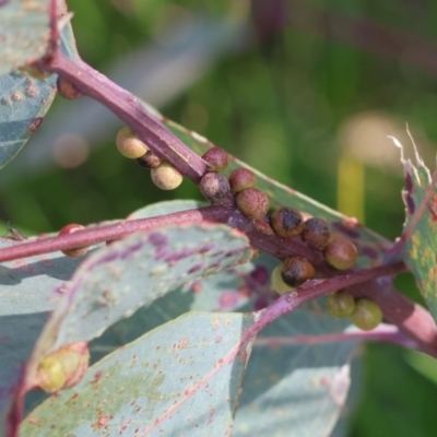 Unidentified Eucalyptus Gall at West Wodonga, VIC - 31 Aug 2024 by KylieWaldon