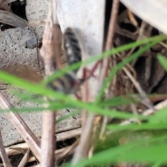 Unidentified Flower wasp (Scoliidae or Tiphiidae) at West Wodonga, VIC - 31 Aug 2024 by KylieWaldon