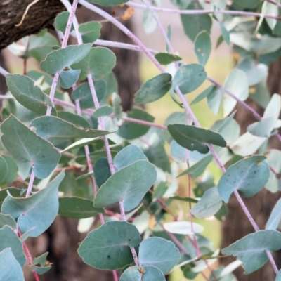 Eucalyptus bridgesiana (Apple Box) at West Wodonga, VIC - 31 Aug 2024 by KylieWaldon